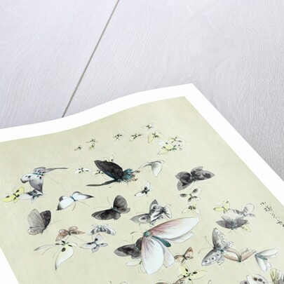 Drawing of butterflies and moths attributed to Settso by Anonymous