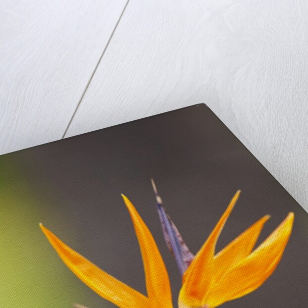 Bird-of-paradise flower on Maui by Anonymous