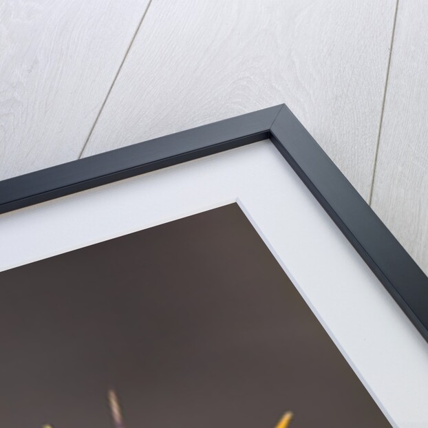 Bird-of-paradise flower on Maui by Anonymous