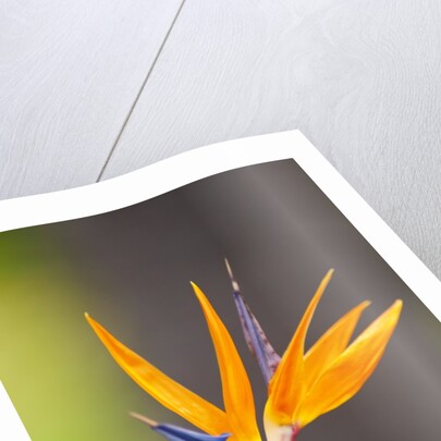 Bird-of-paradise flower on Maui by Anonymous