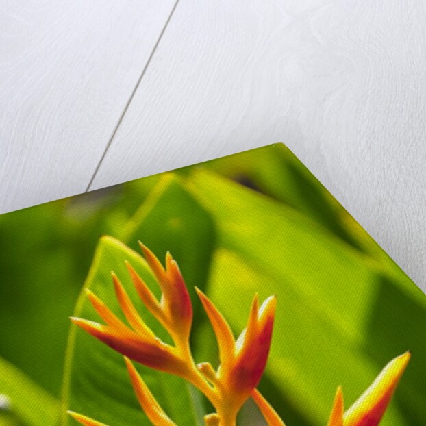 Heliconia Nickeriensis flower on Maui by Anonymous