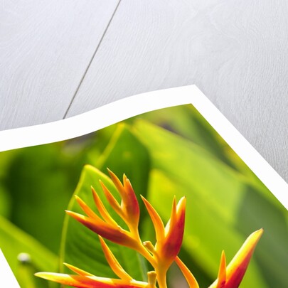 Heliconia Nickeriensis flower on Maui by Anonymous