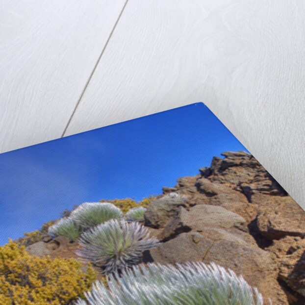 Silversword plants Haleakala Crater by Anonymous