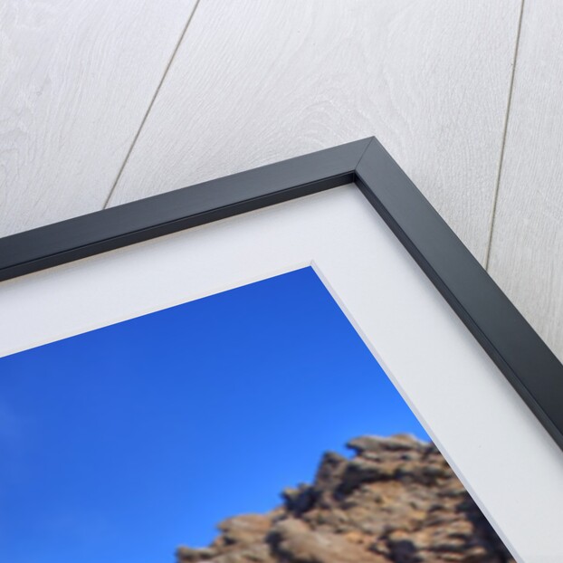 Silversword plants Haleakala Crater by Anonymous