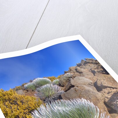 Silversword plants Haleakala Crater by Anonymous