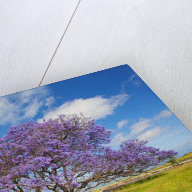 Jacaranda trees in bloom in the up-country on Maui by Anonymous