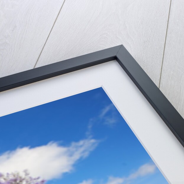 Jacaranda trees in bloom in the up-country on Maui by Anonymous