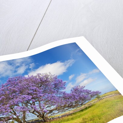 Jacaranda trees in bloom in the up-country on Maui by Anonymous