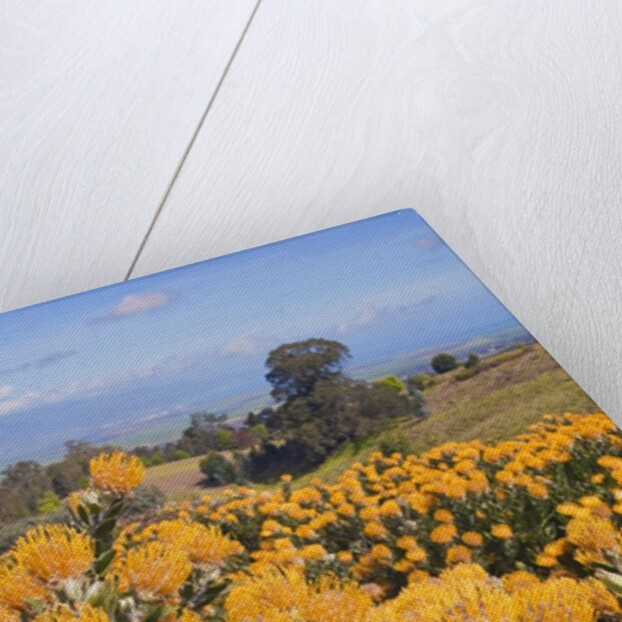 Pincushion protea flower in the up-country on Maui by Anonymous