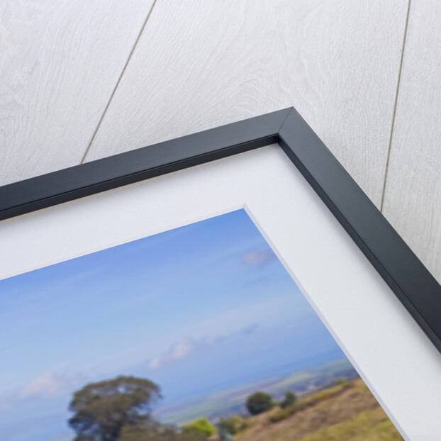 Pincushion protea flower in the up-country on Maui by Anonymous