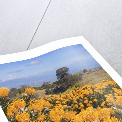 Pincushion protea flower in the up-country on Maui by Anonymous