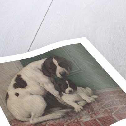 Dog and puppy in rain by Anonymous