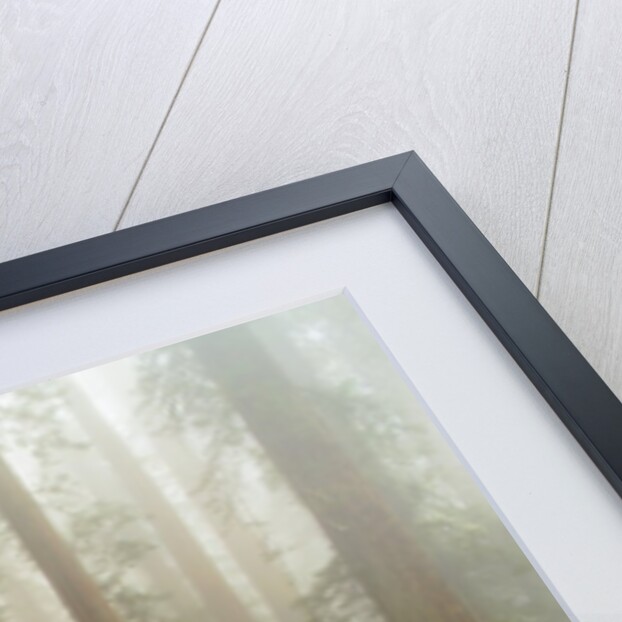 Forest along Damnation Creek Trail by Anonymous