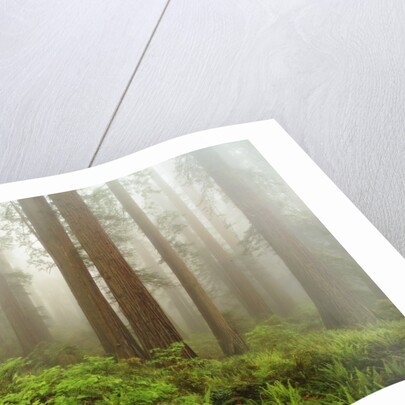 Forest along Damnation Creek Trail by Anonymous