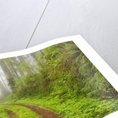 Old forest road running through towering redwood trees by Anonymous