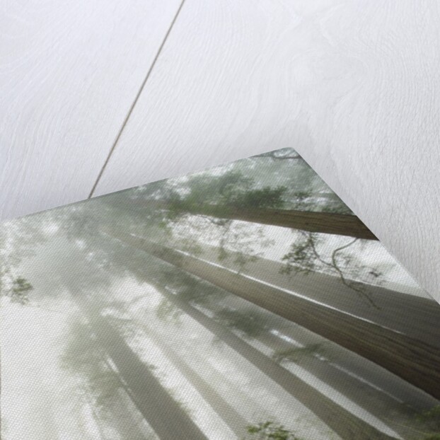 Redwood trees near Damnation Creek Trail by Anonymous
