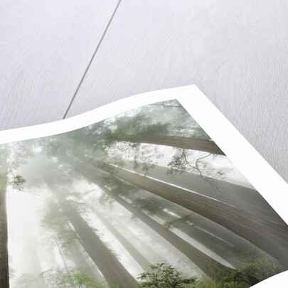 Redwood trees near Damnation Creek Trail by Anonymous
