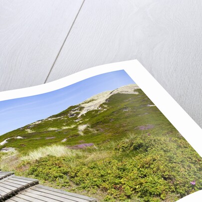 Wooden walkway through vegetation covered sand dunes by Anonymous