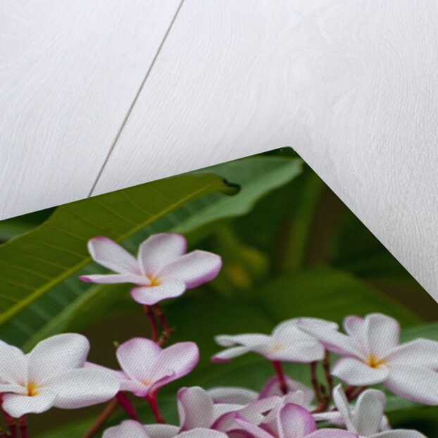 Pink frangipani in bloom by Anonymous