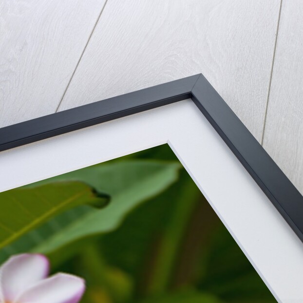 Pink frangipani in bloom by Anonymous