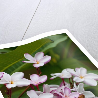 Pink frangipani in bloom by Anonymous