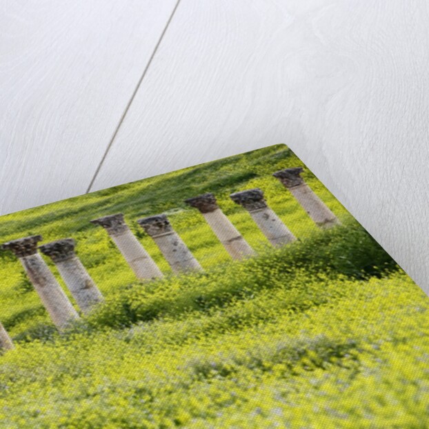 Roman columns rising above field of wildflowers by Anonymous