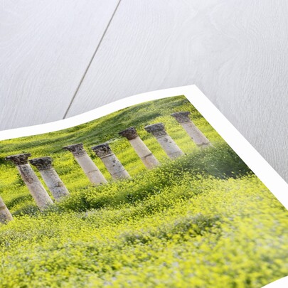 Roman columns rising above field of wildflowers by Anonymous