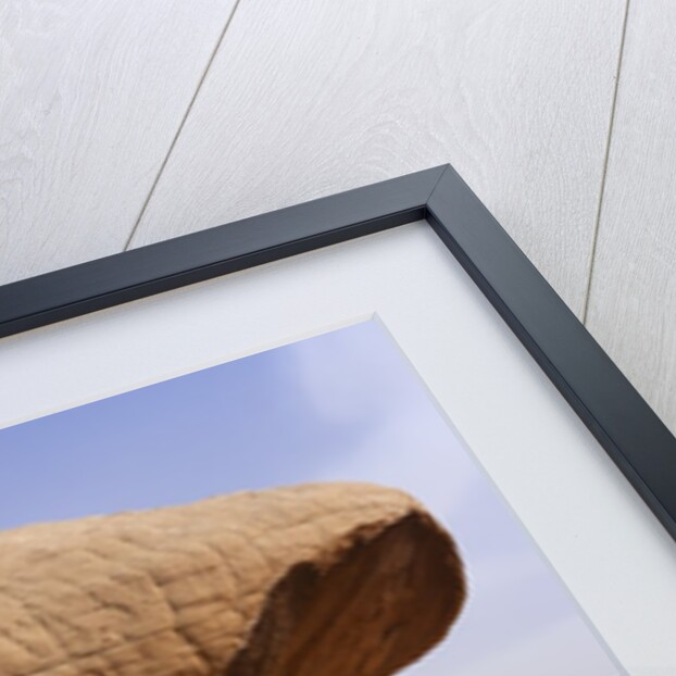 Mushroom shaped rock formation in Wadi Rum National Park by Anonymous