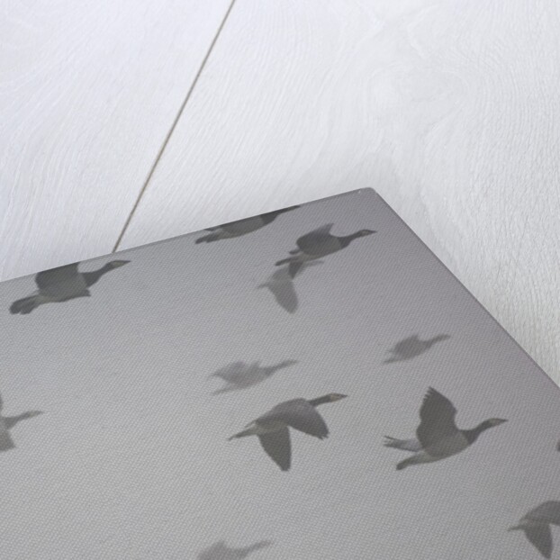 Flock of barnacle geese flying through heavy fog by Anonymous