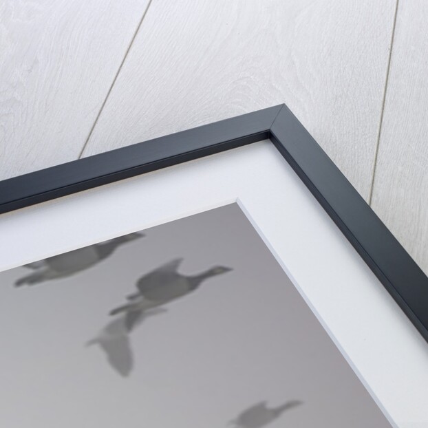 Flock of barnacle geese flying through heavy fog by Anonymous