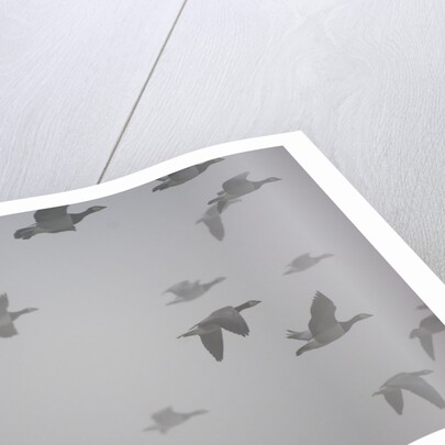 Flock of barnacle geese flying through heavy fog by Anonymous