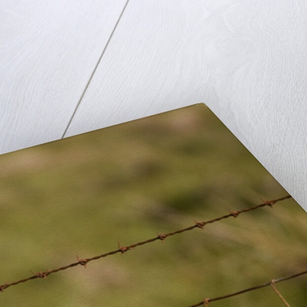 Common snipe perched in fence post by Anonymous