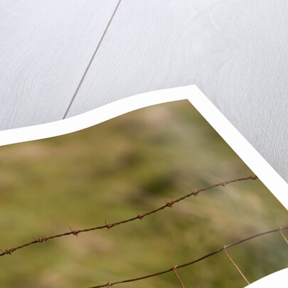 Common snipe perched in fence post by Anonymous