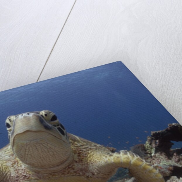 Green sea turtle ( Chelonia mydas ), Sipidan, Sabah, Malaysia, Borneo, South-east Asia by Anonymous