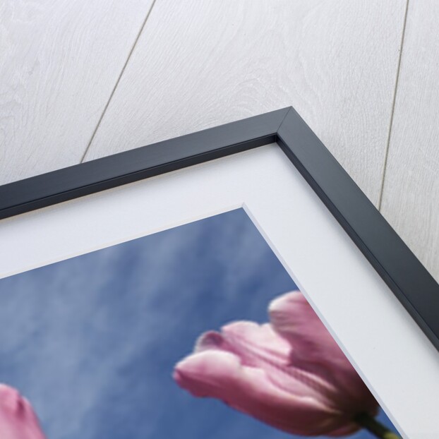 Pink tulips in a garden, Indira Gandhi Tulip Garden, Srinagar, Jammu And Kashmir, India by Anonymous