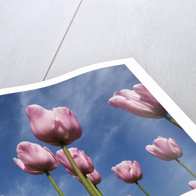 Pink tulips in a garden, Indira Gandhi Tulip Garden, Srinagar, Jammu And Kashmir, India by Anonymous