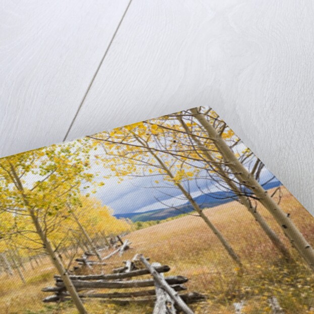 Wooden fence and Aspen forest in autumn by Anonymous