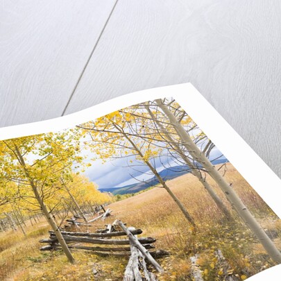 Wooden fence and Aspen forest in autumn by Anonymous