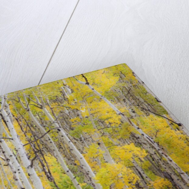 Stand of Aspens in autumn by Anonymous