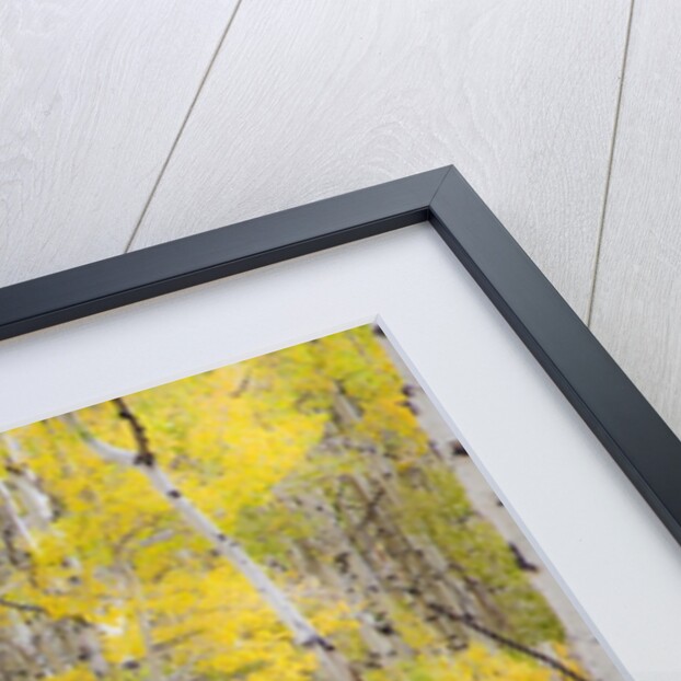 Stand of Aspens in autumn by Anonymous