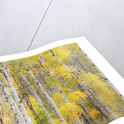 Stand of Aspens in autumn by Anonymous