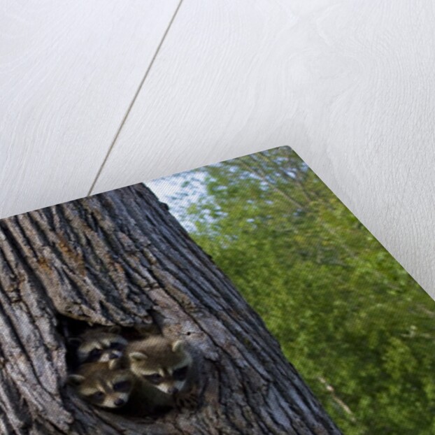 Three racoons in hollow of tree by Anonymous