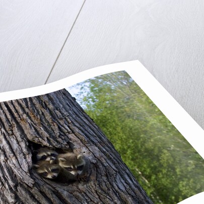 Three racoons in hollow of tree by Anonymous