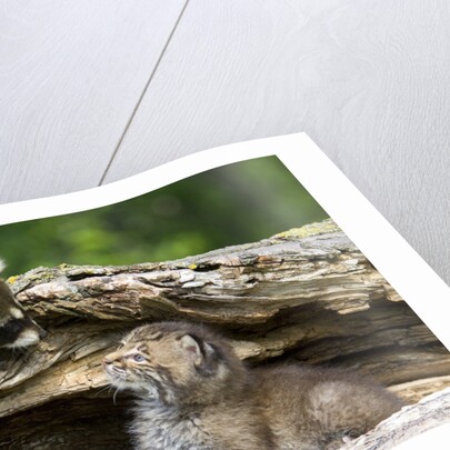 Raccoon looking at bobcat cub in rotted log by Anonymous