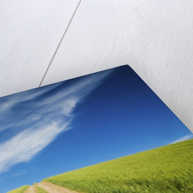 Country Back Road Through Spring Wheat Fields by Anonymous