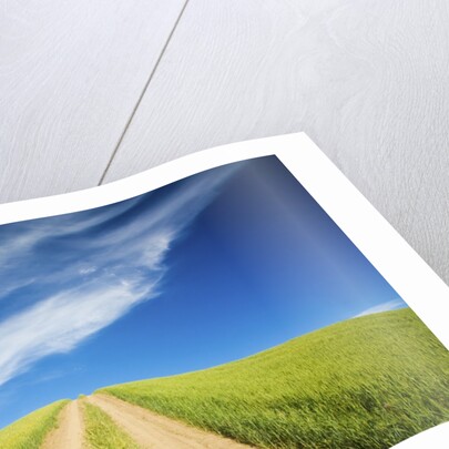 Country Back Road Through Spring Wheat Fields by Anonymous