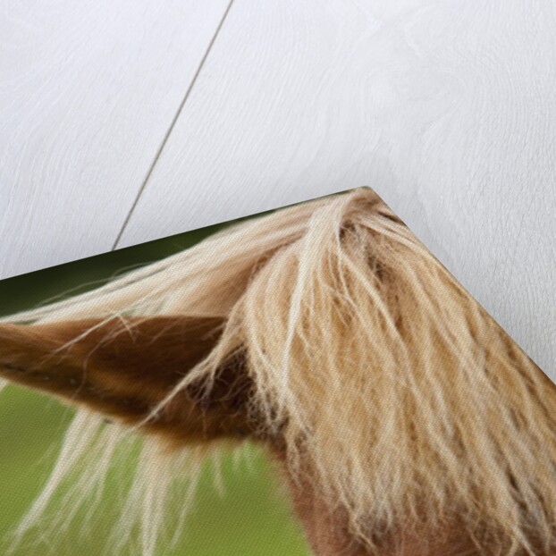 Icelandic horse by Anonymous