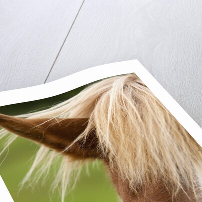 Icelandic horse by Anonymous