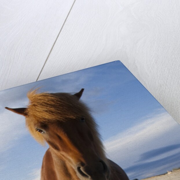 Icelandic Horses by Anonymous