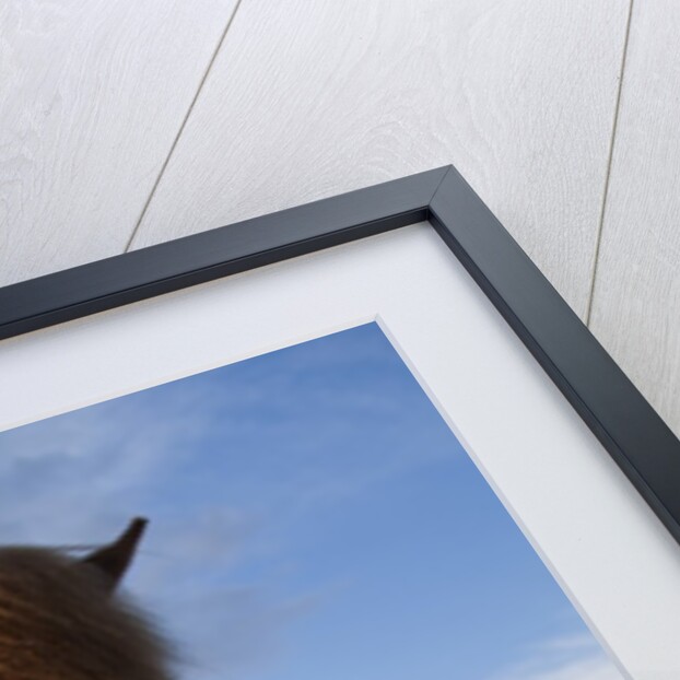 Icelandic Horses by Anonymous